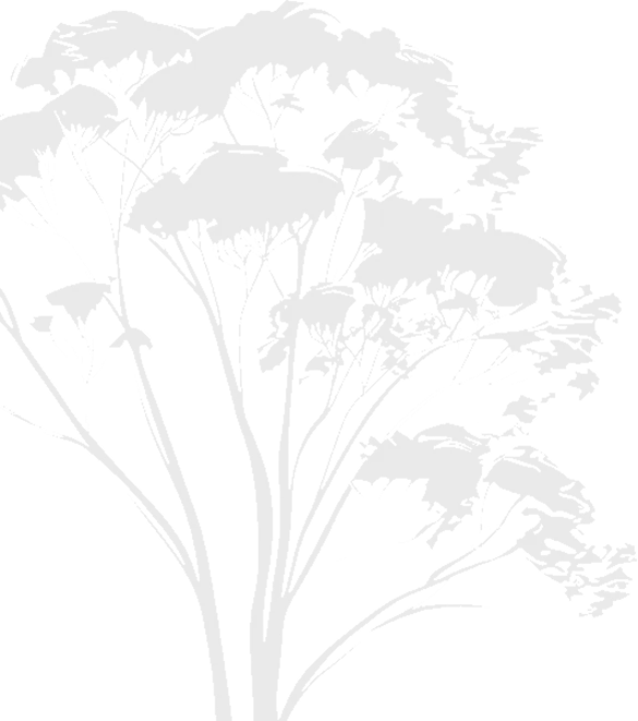 Baum 2